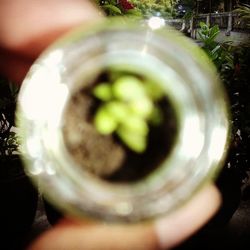 Close-up of hand holding glass of plant