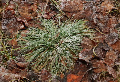 Close-up of moss growing on rock