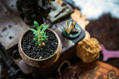 An ornamental plant in a pot next an old bicycle with decoration in home on floor.