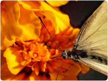 Close-up of insect on flower