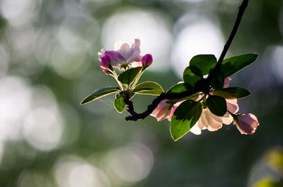 Close-up of flowers growing on tree