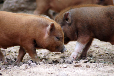 Two dogs lying on land