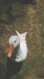 High angle view of swan on grass