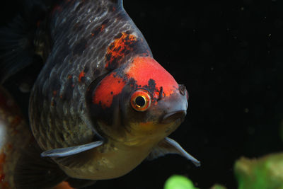 Close-up of fish swimming in sea