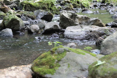 Close-up of duck on rock by river