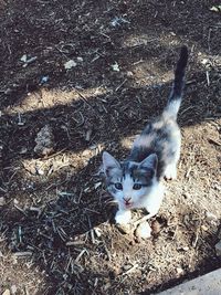 High angle view of cat on field