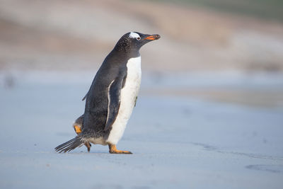 Side view of a bird on a land