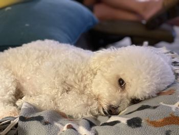 Close-up of a dog lying down