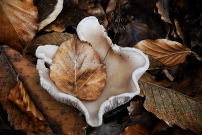 Close-up of mushrooms growing on field