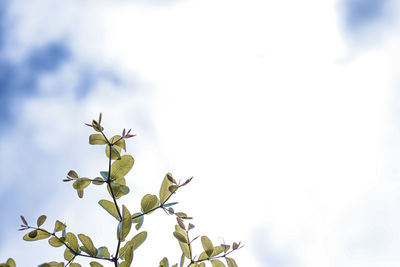 Low angle view of flowering plant against sky