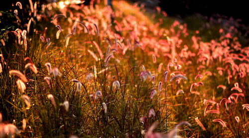 Close-up of flowering plants on field