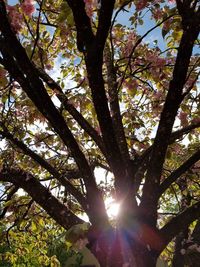 Low angle view of trees in forest