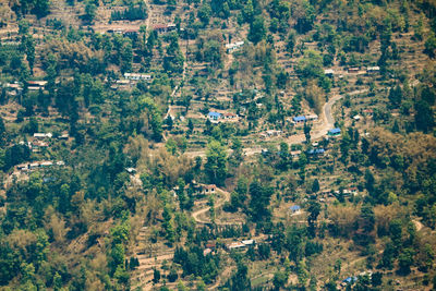 Trees on landscape