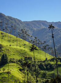 Scenic view of field against clear sky
