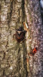 Close-up of insect on tree trunk