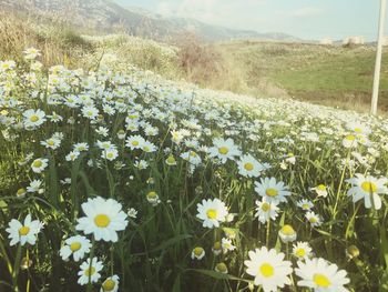 Close-up of white flowering plants on field