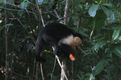 Monkey in a forest