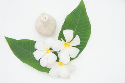 Close-up of white flowering plant