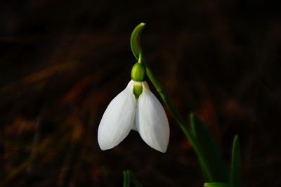 Close-up of white flower blooming outdoors