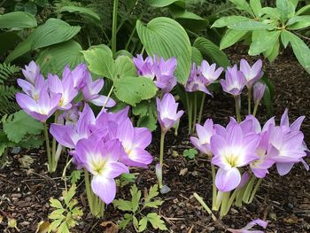 Close-up of purple crocus flowers on field