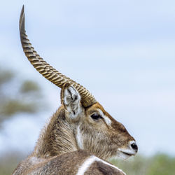 Close-up of antelope against sky