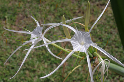 Close-up of white flower