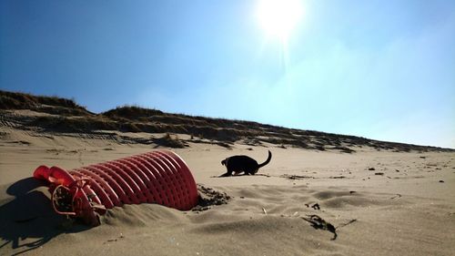 Playful dog and basket on shore