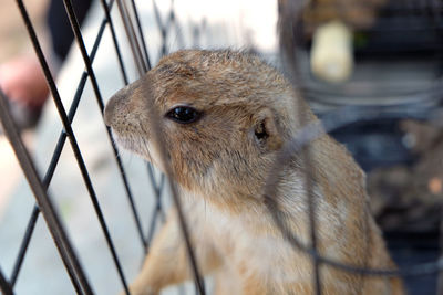 Close-up of pig in cage