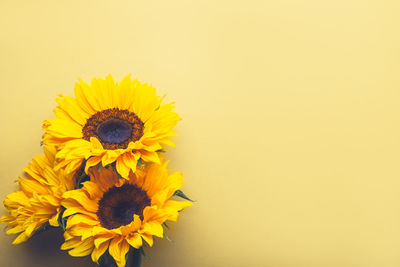 Close-up of sunflower against yellow background