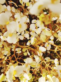 Full frame shot of yellow flowers