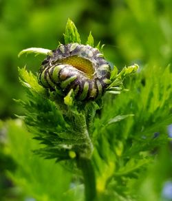 Close-up of insect on plant