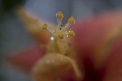 Close-up of water drops on flower