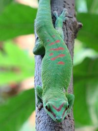 Close-up of lizard on tree trunk