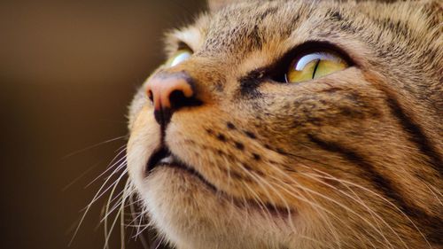 Close-up portrait of cat