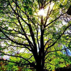 Low angle view of trees against sky
