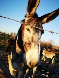 Close-up of a horse on field