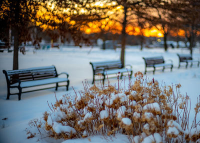 Trees and benches in park