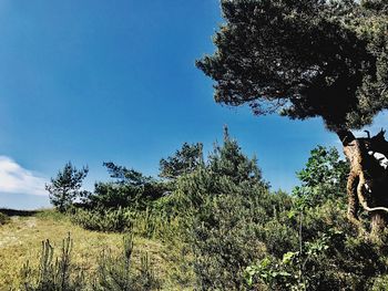 Low angle view of trees against clear sky