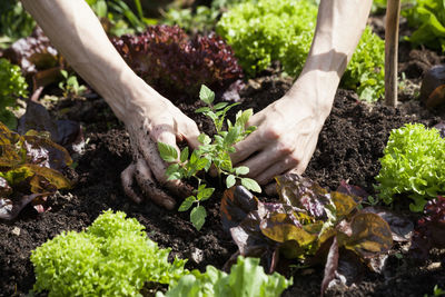 Hand holding plants in garden