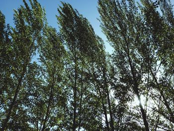 Low angle view of trees in forest against sky