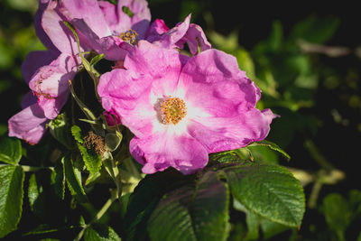 Close-up of pink flowering plant