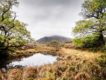 Scenic view of lake by trees against sky