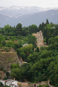 Trees and buildings against sky
