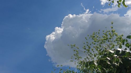 Low angle view of flowering plant against blue sky