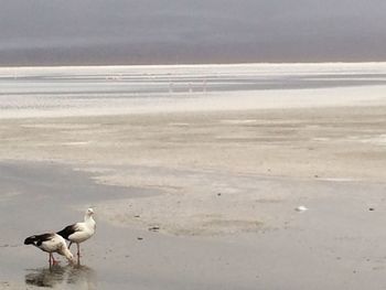 Seagull on beach against sky