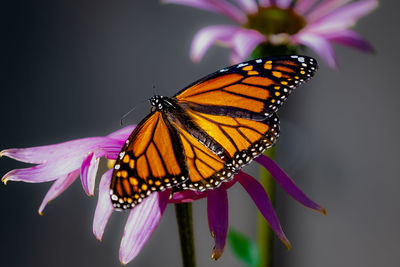 Colorful monarch butterfly feeding on a flower.