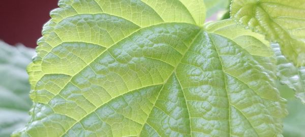 leaf