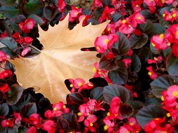 High angle view of fallen maple leaf on red flowers