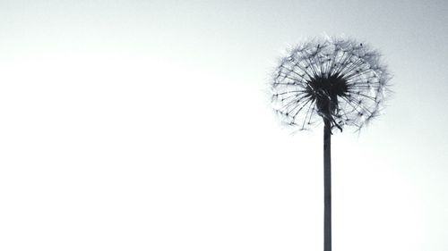 Close-up of flower against clear sky