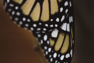 Close-up of butterfly
